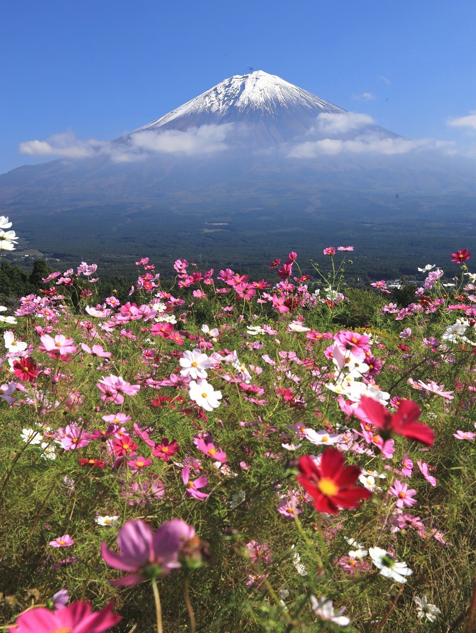 白糸のコスモス 富士山大好き 写真は最高 白糸のコスモス 富士山大好き 写真は最高