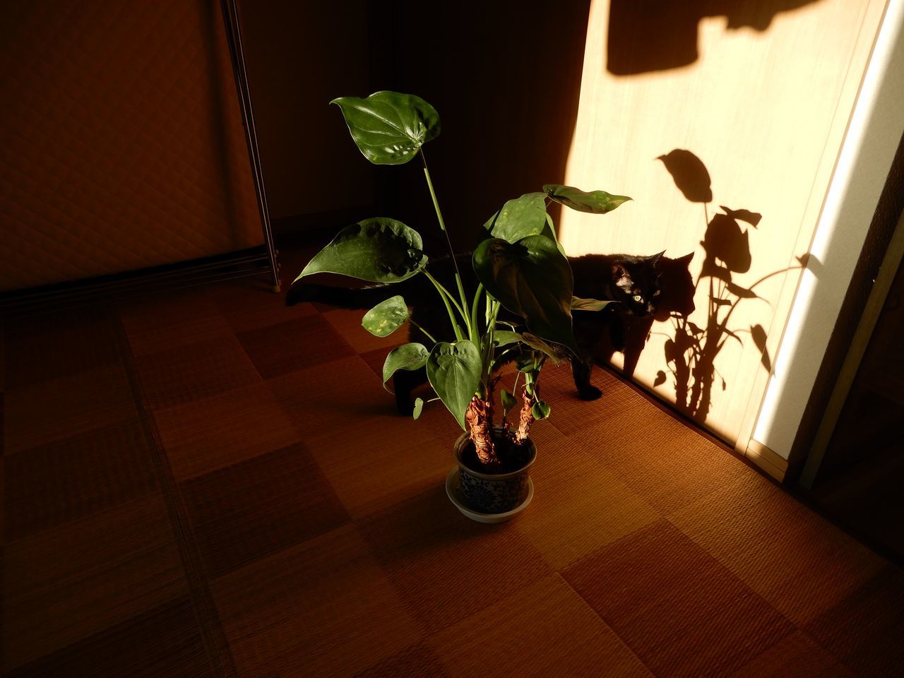 この秋一番の寒さにライラックの狂い咲き_c0025115_21244875.jpg