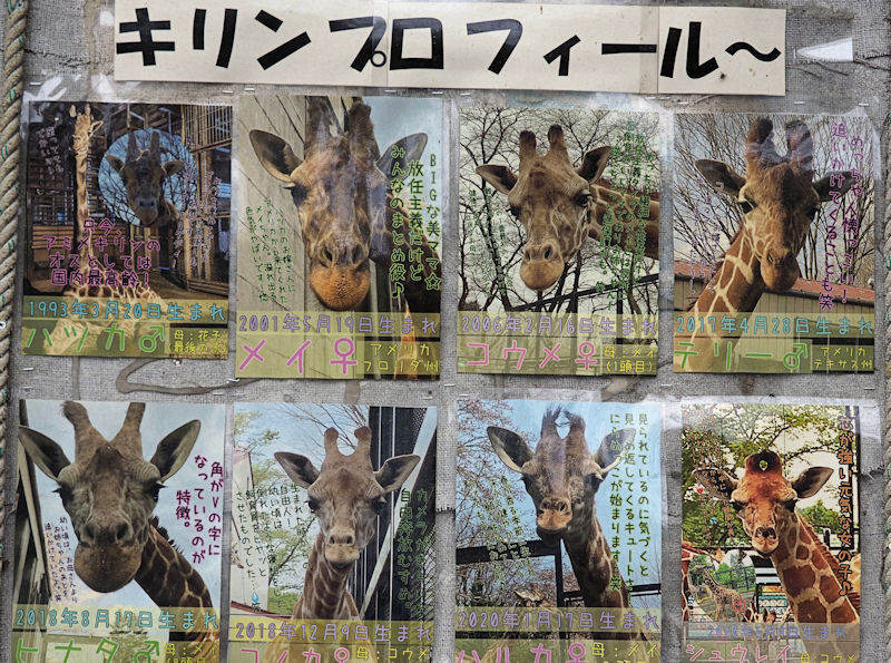 動物園学 | 村田 浩一, 楠田 哲士 |本 | 通販 | Amazon