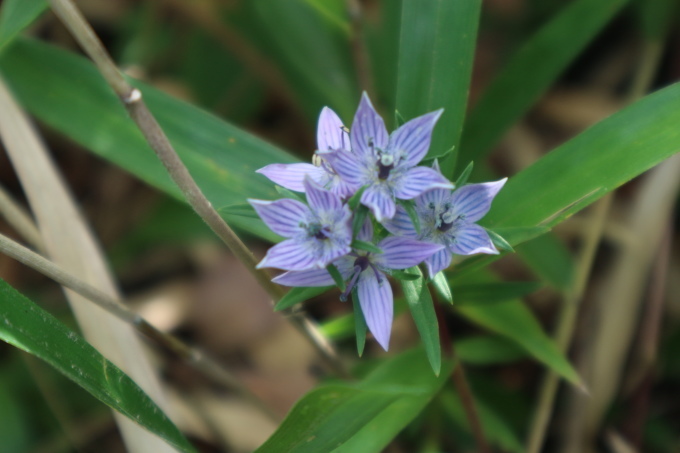 花散策 センブリ ムラサキセンブリ イヌセンブリ 山に癒されて