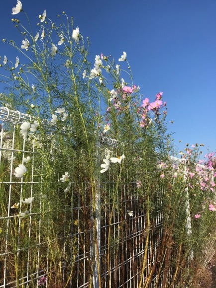 鬼滅と秋桜_b0208246_10122088.jpg