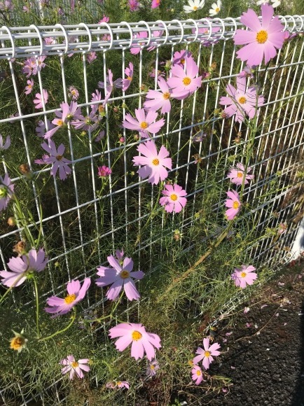 鬼滅と秋桜_b0208246_10123219.jpg