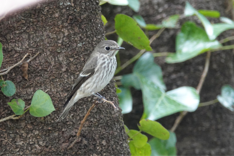 キビタキ 、エゾビタキ、ヒガラ@秦野市_e0402248_20433900.jpg