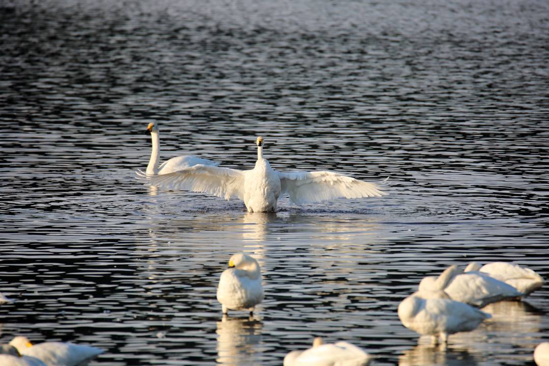 白鳥の面白い動き はっぴいでいず 白鳥の面白い動き はっぴいでいず