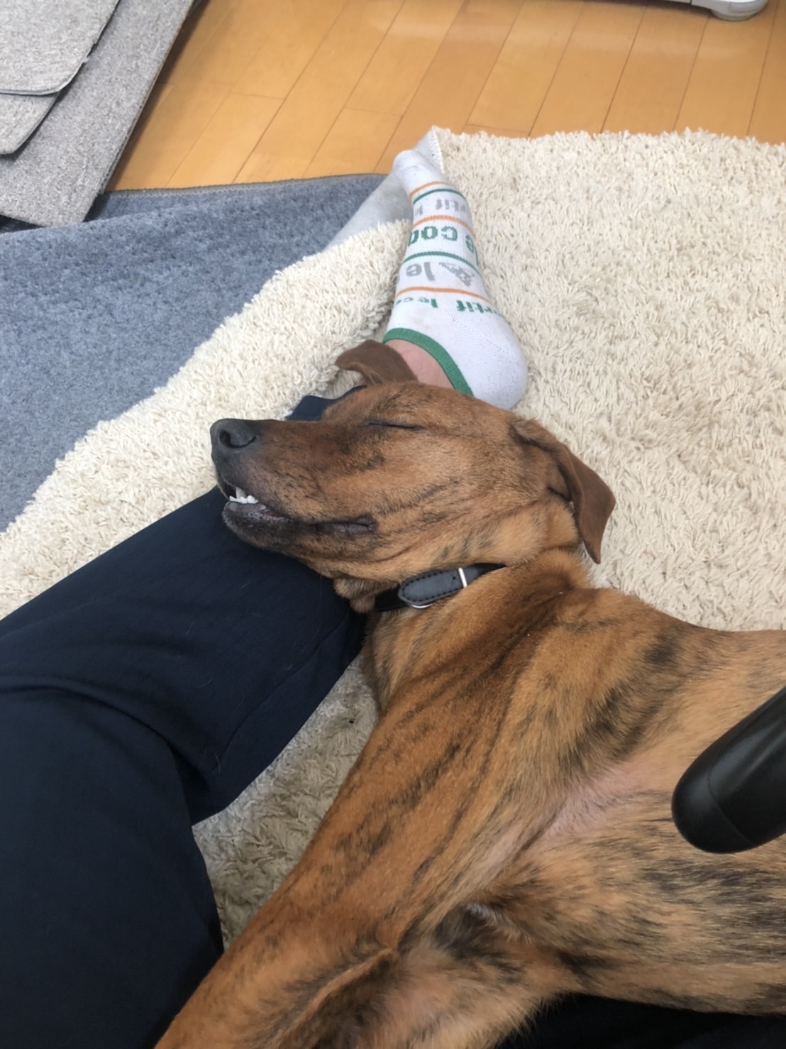子豚たちの反乱 2 保護犬たちの幸せさがし 子豚たちの反乱 2 保護犬たちの幸せさがし