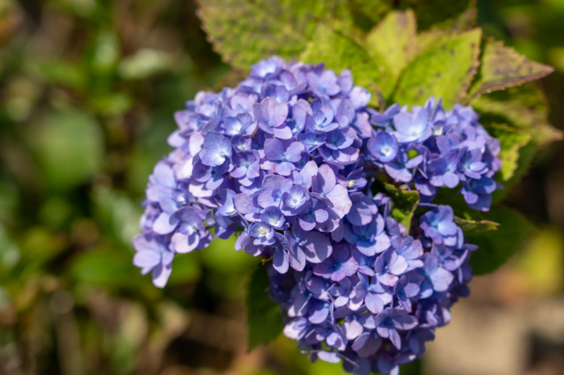 「神無月の花手水　－柳谷観音楊谷寺－」_c0067168_15521848.jpg