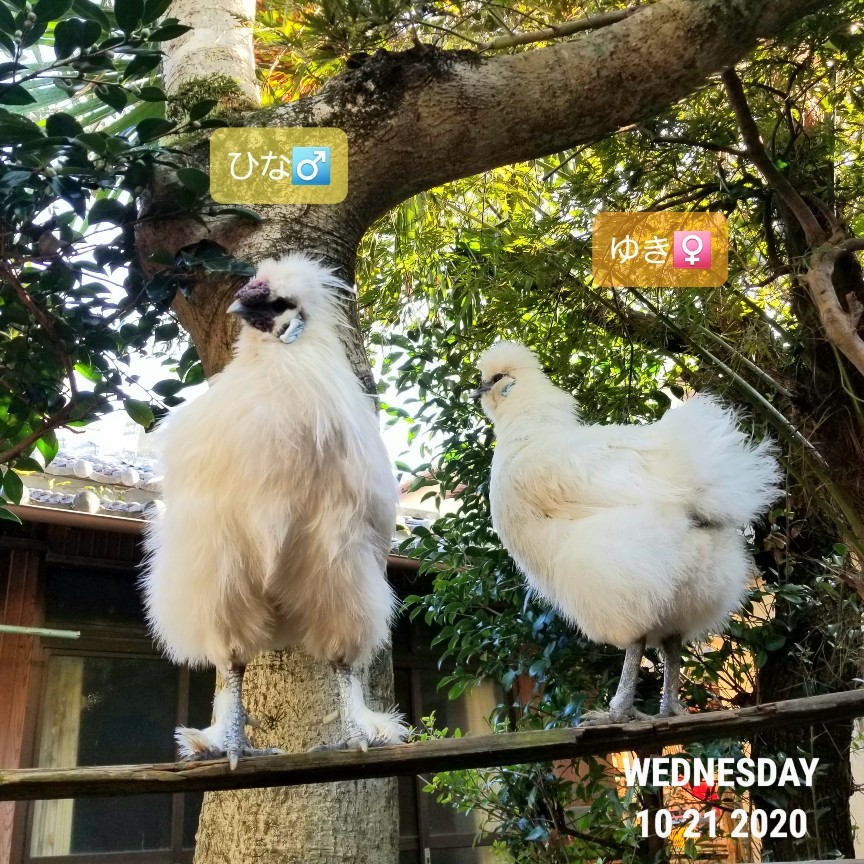 鶏 雄叫び対策 烏骨鶏かわいいブログ