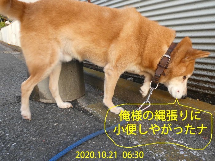 ヤクザ犬の縄張り見回り 権三