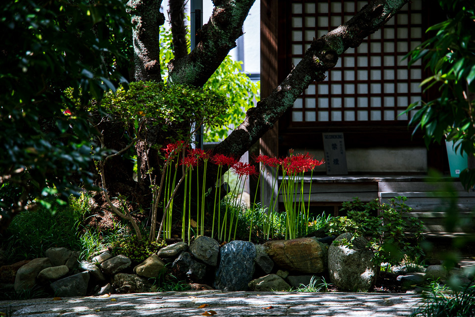 彼岸花！　　～雨宝院～_b0128581_19174214.jpg