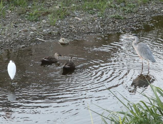 水鳥　勢ぞろい_a0393382_23034295.jpg