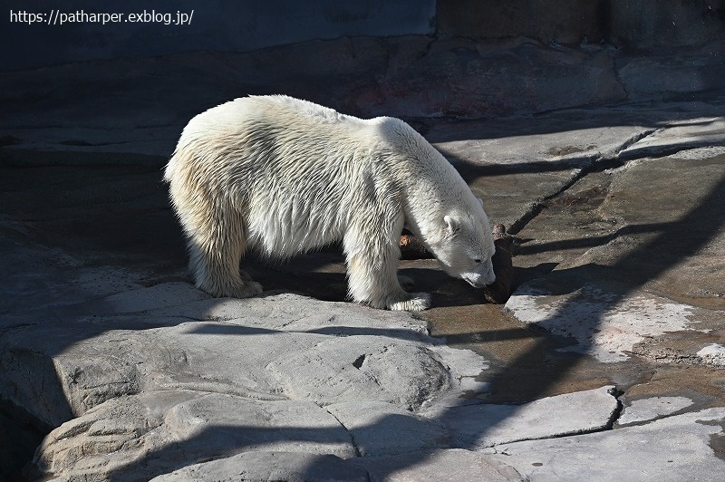 2020年9月 王子動物園4 その1_a0052986_07273682.jpg