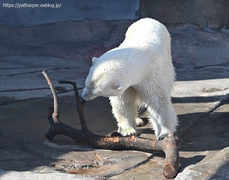 2020年9月 王子動物園4 その1_a0052986_07273996.jpg