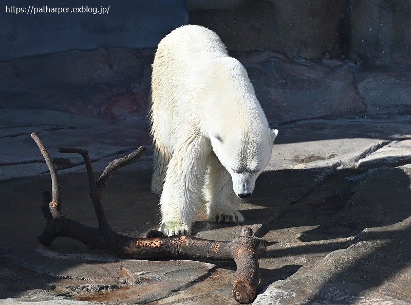 2020年9月 王子動物園4 その1_a0052986_07274122.jpg