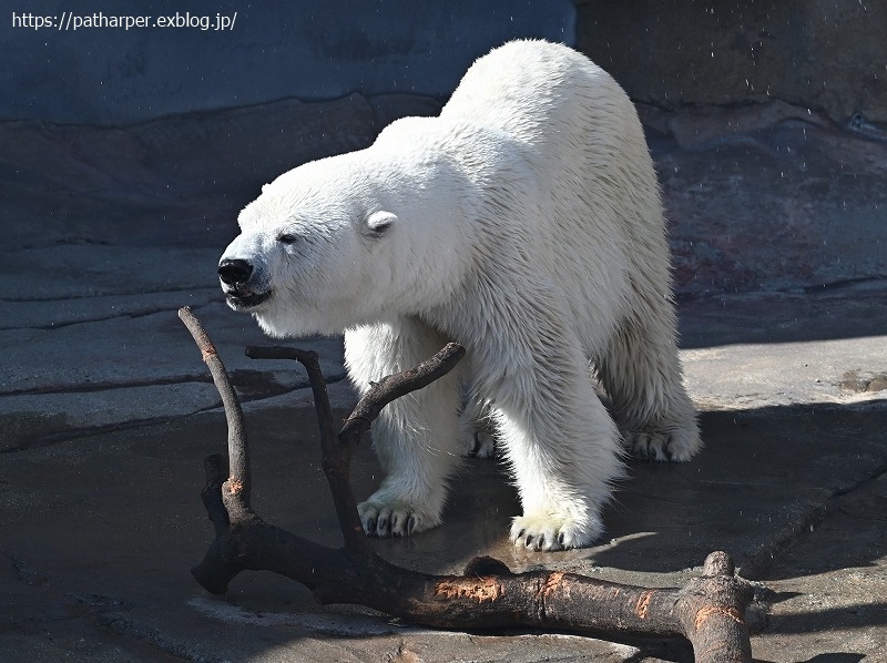 2020年9月 王子動物園4 その1_a0052986_07274449.jpg
