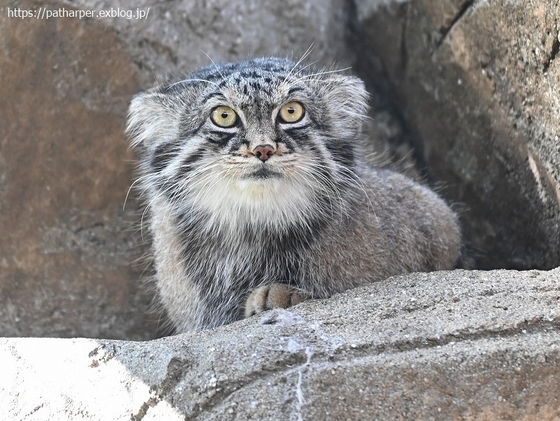 2020年9月 王子動物園4 その1_a0052986_07335483.jpg