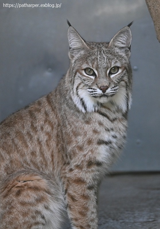 2020年9月 王子動物園4 その1_a0052986_07335788.jpg