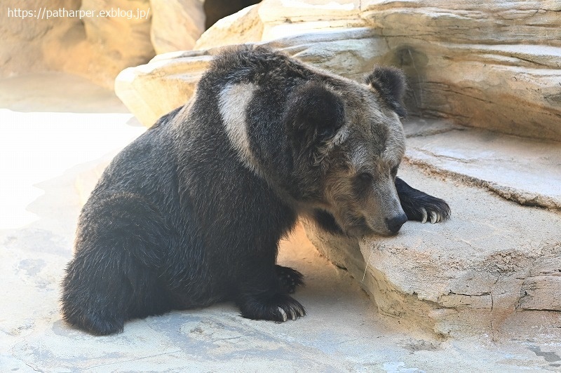 2020年9月 王子動物園4 その1_a0052986_07343353.jpg