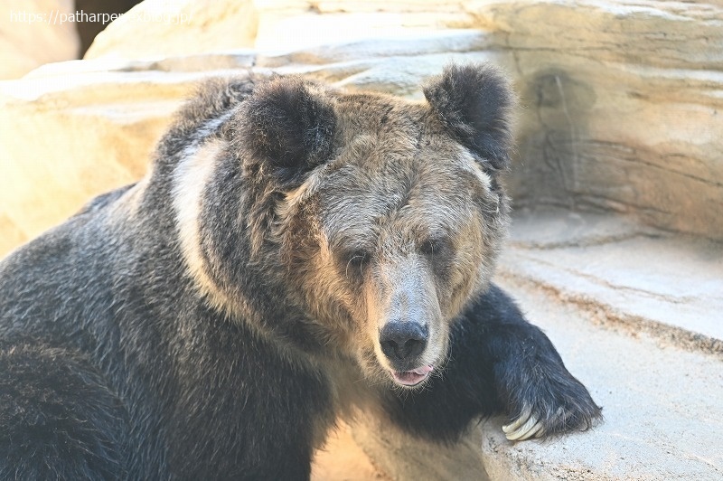 2020年9月 王子動物園4 その1_a0052986_07343676.jpg