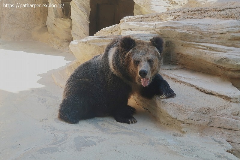 2020年9月 王子動物園4 その1_a0052986_07372098.jpg
