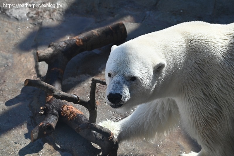 2020年9月 王子動物園4 その1_a0052986_07374781.jpg