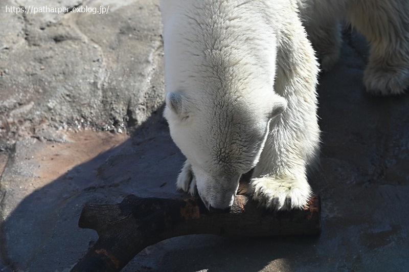 2020年9月 王子動物園4 その1_a0052986_07375060.jpg