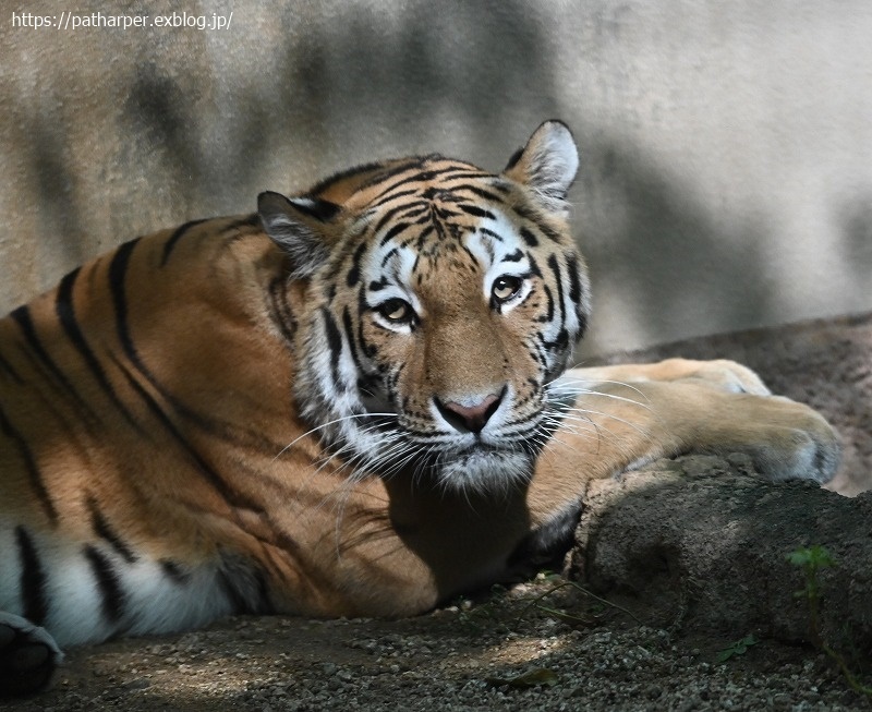 2020年9月 王子動物園4 その1_a0052986_07383564.jpg