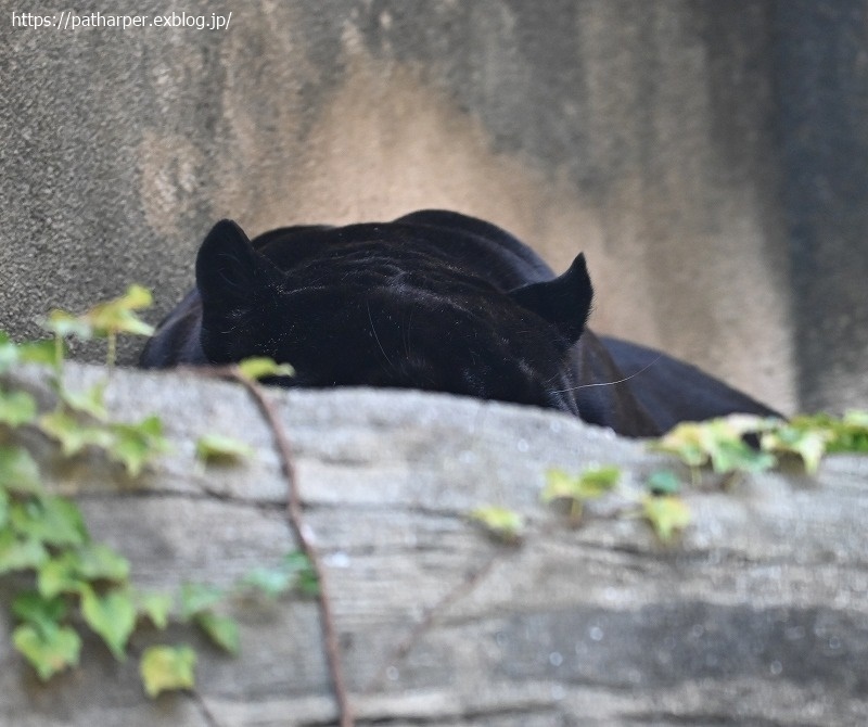 2020年9月 王子動物園4 その1_a0052986_07383847.jpg