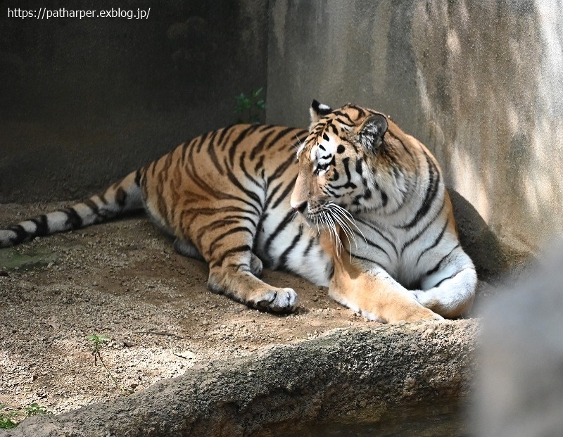 2020年9月 王子動物園4 その1_a0052986_07392084.jpg