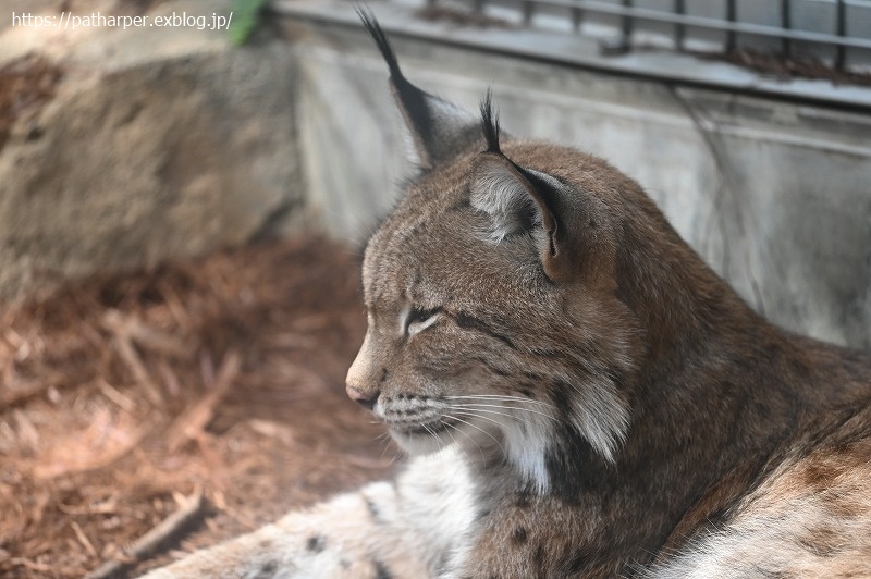 2020年9月 王子動物園4 その1_a0052986_07392769.jpg