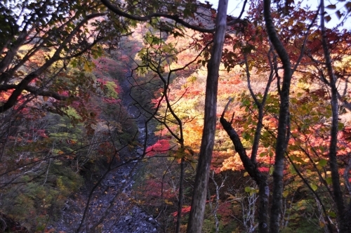 錦秋のくじゅう　2020　　～1日目　北大船山、大船山から法華院編～_e0314407_23270685.jpg