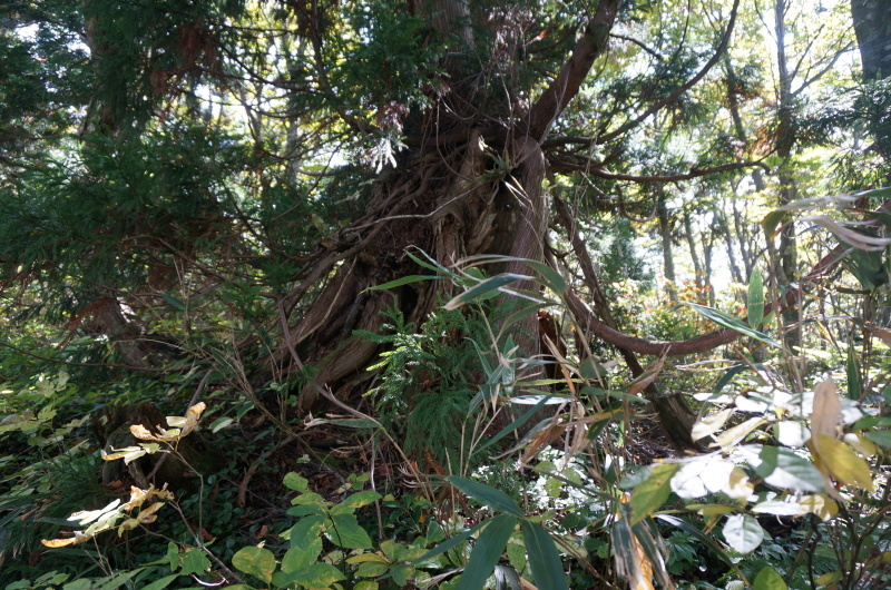 ちょっとそこまで(大辻山 1)_d0359010_17254210.jpg