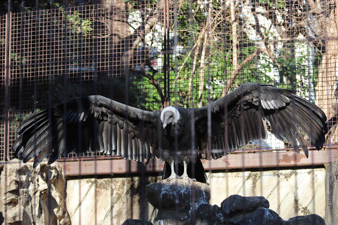 仁義なきたたかい！肉を奪い合うコンドル親子～クマタカの若鳥（上野動物園 December 2019）_b0355317_21212449.jpg