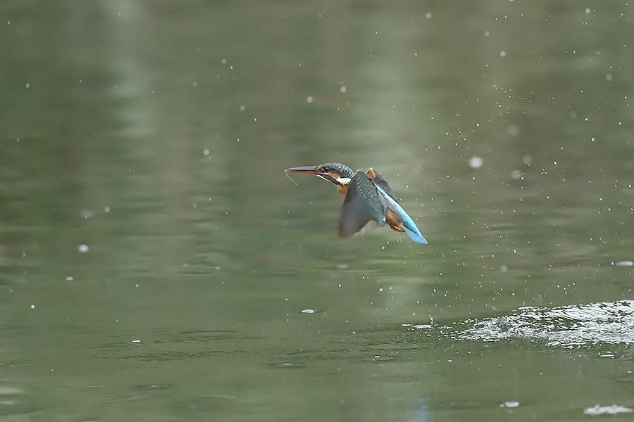 201022 池若雌飛び物とホバなど_c0278820_17031897.jpg