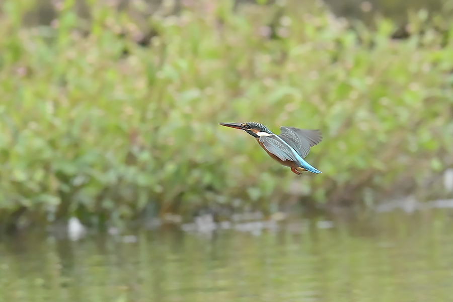 201022 池若雌飛び物とホバなど_c0278820_17494308.jpg