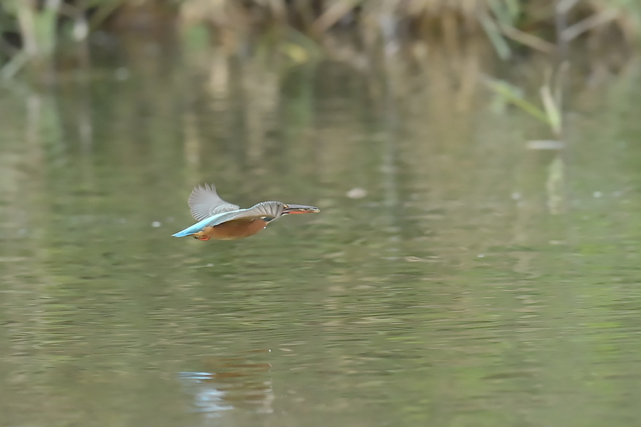 201022 池若雌飛び物とホバなど_c0278820_17585925.jpg