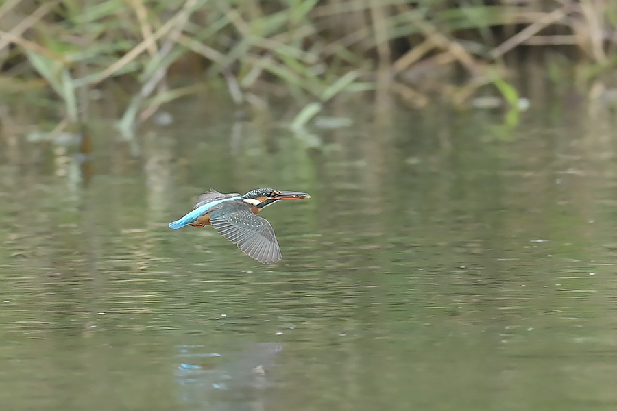 201022 池若雌飛び物とホバなど_c0278820_18010120.jpg