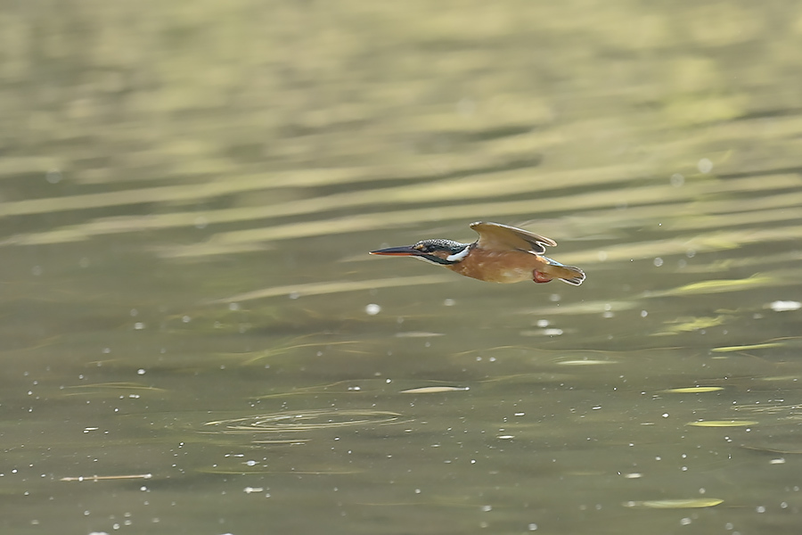 201022 池若雌飛び物とホバなど_c0278820_18200959.jpg