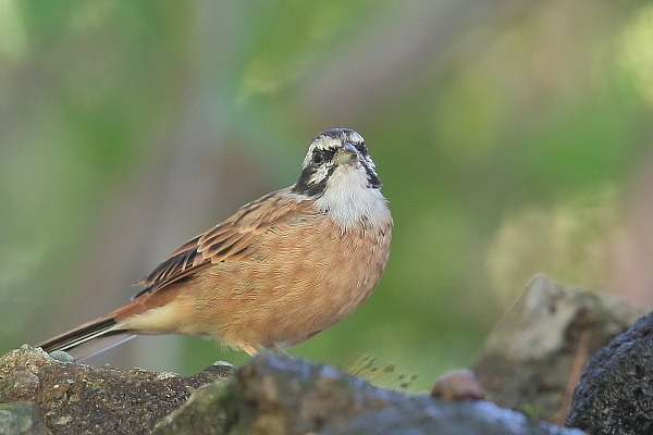 コガラ、ヒガラ、ゴジュウカラ、ホオジロ、ガビチョウ_e0413627_10201331.jpg