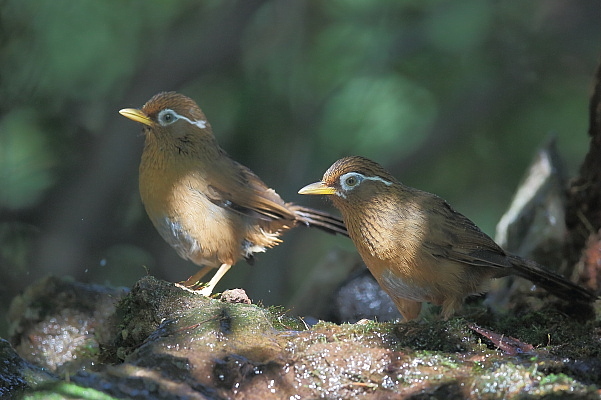 コガラ、ヒガラ、ゴジュウカラ、ホオジロ、ガビチョウ_e0413627_10203995.jpg