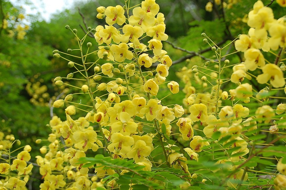 花　万葉集 萬葉花集 箱（約98枚入） – 三州総本舗オンラインショップ