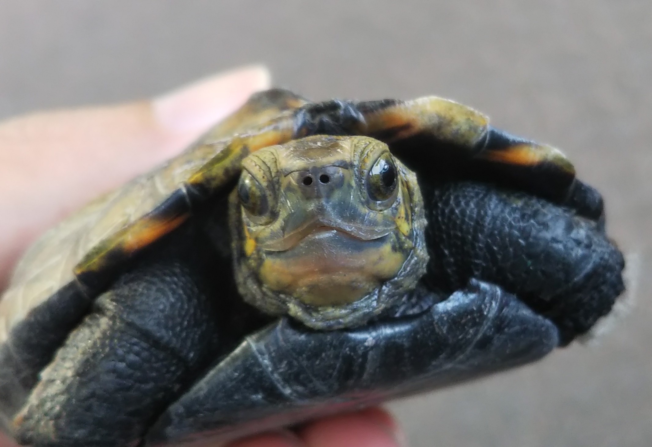 イシガメ 屋内飼育へ_c0337631_23074190.jpg