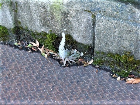 イワレンゲは屋根で育つ_e0175370_23163882.jpg