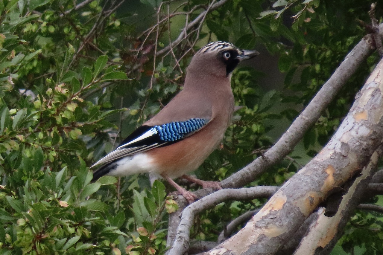 カケス 東京港野鳥公園 東京いきもの雑記帳 カケス 東京港野鳥公園 東京いきもの雑記帳