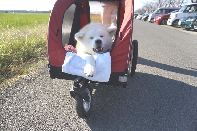 お出かけは楽しいね!_c0257276_11375787.jpg