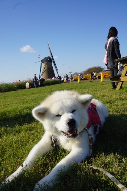 お出かけは楽しいね!_c0257276_11380253.jpg