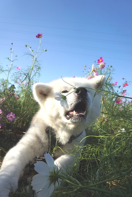お出かけは楽しいね!_c0257276_11380412.jpg