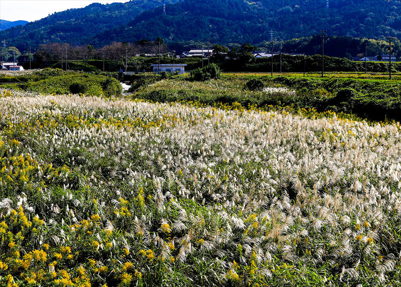すすきが綺麗 秋も深まって来た_a0105680_13015938.jpg