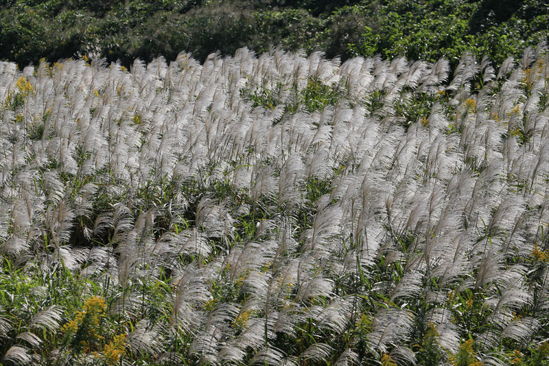 すすきが綺麗 秋も深まって来た_a0105680_13021353.jpg
