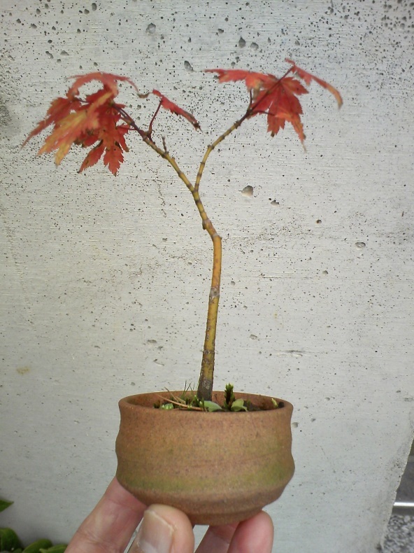 挿し木もみじの紅葉 盆栽便り
