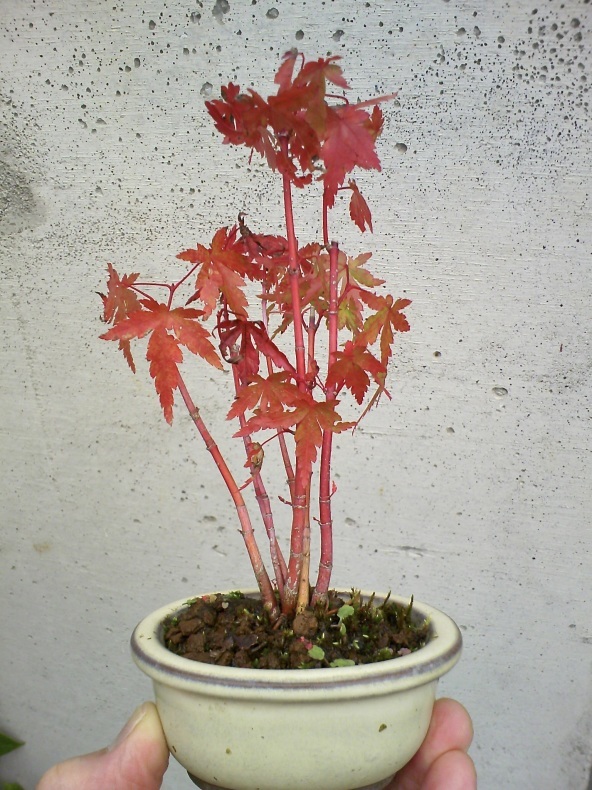 ミニもみじ 珊瑚閣 の紅葉 盆栽便り ミニもみじ 珊瑚閣 の紅葉 盆栽便り